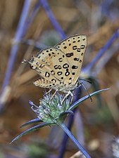 Cigaritis cilissa on Eryngium creticum