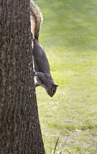 Sciurus carolinensis (Grey squirrel)