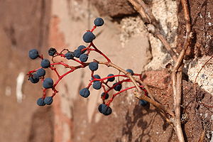 Virginia Creeper berries