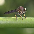 Unidentified robber fly