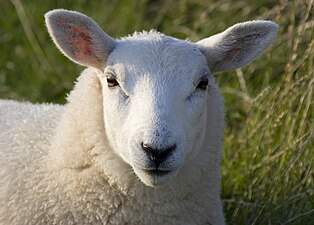 Lundy sheep (head detail)