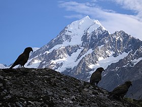 Kea Nestor notabilis