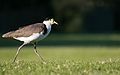 Masked lapwing - southern subspecies