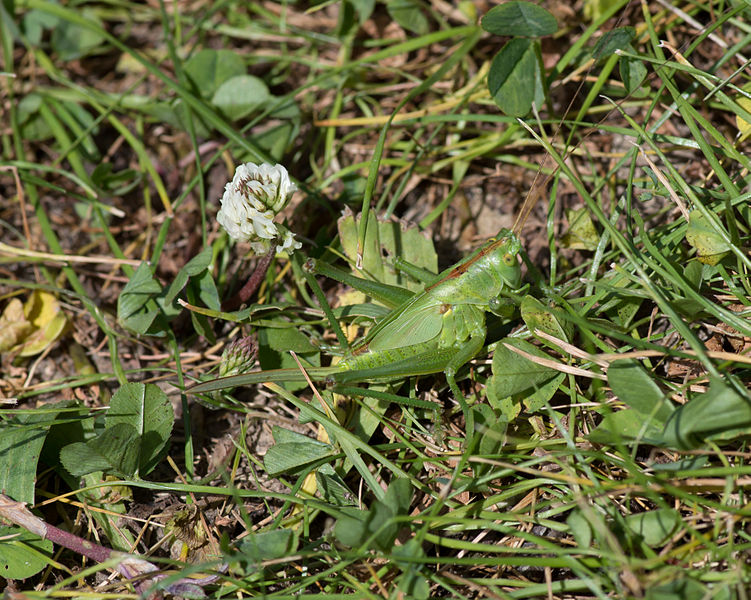 File:Tettigonia viridissima female - Jardin d'Agronomie Tropicale.jpg