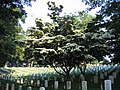 Arlington National Cemetery in Arlington, VA