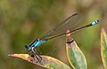 Ischnura heterosticta, male