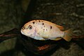 Lake Malawi Cichlid