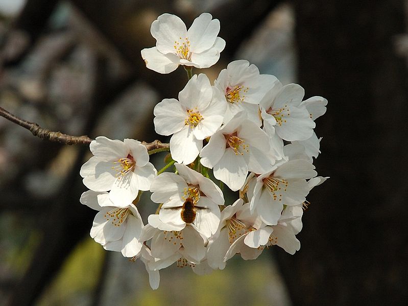 File:Prunus serrulata 2005 spring 025.jpg