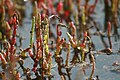 Beaded glasswort, close