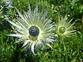 Alpine Sea Holly, Schynige Platte, CH