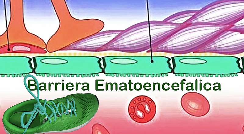 File:Barriera ematoencefalica.jpg