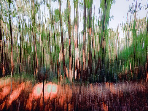 Sentiero nel bosco di castagni a Monte Rocca Romana in autunno