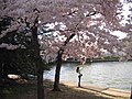 Cherry Blossoms in Washington DC, USA