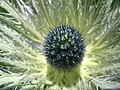 Alpine Sea Holly, Schynige Platte, CH