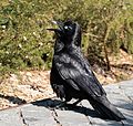 Proud Australian Raven