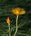 Alpine everlasting flowers