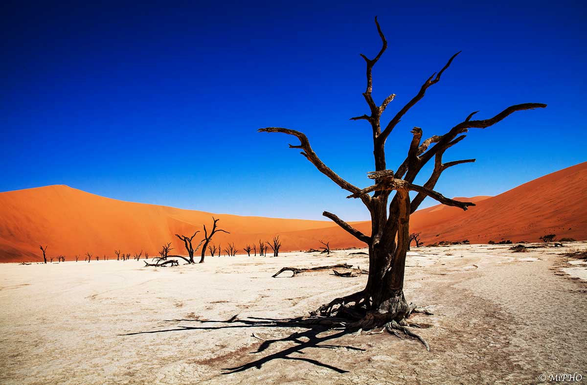 Skeleton trees in Deadvlei, Namibia.