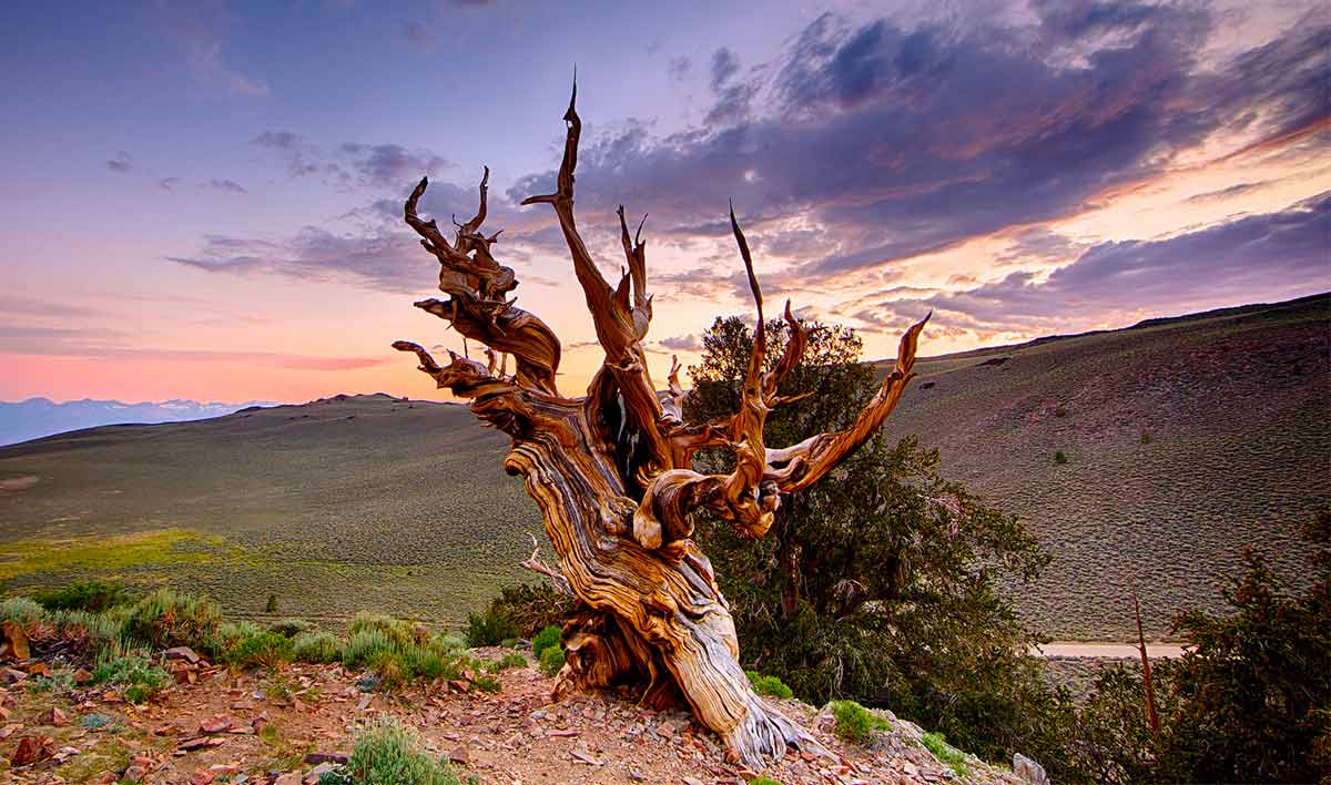 Methuselah tree in Inyo County, California