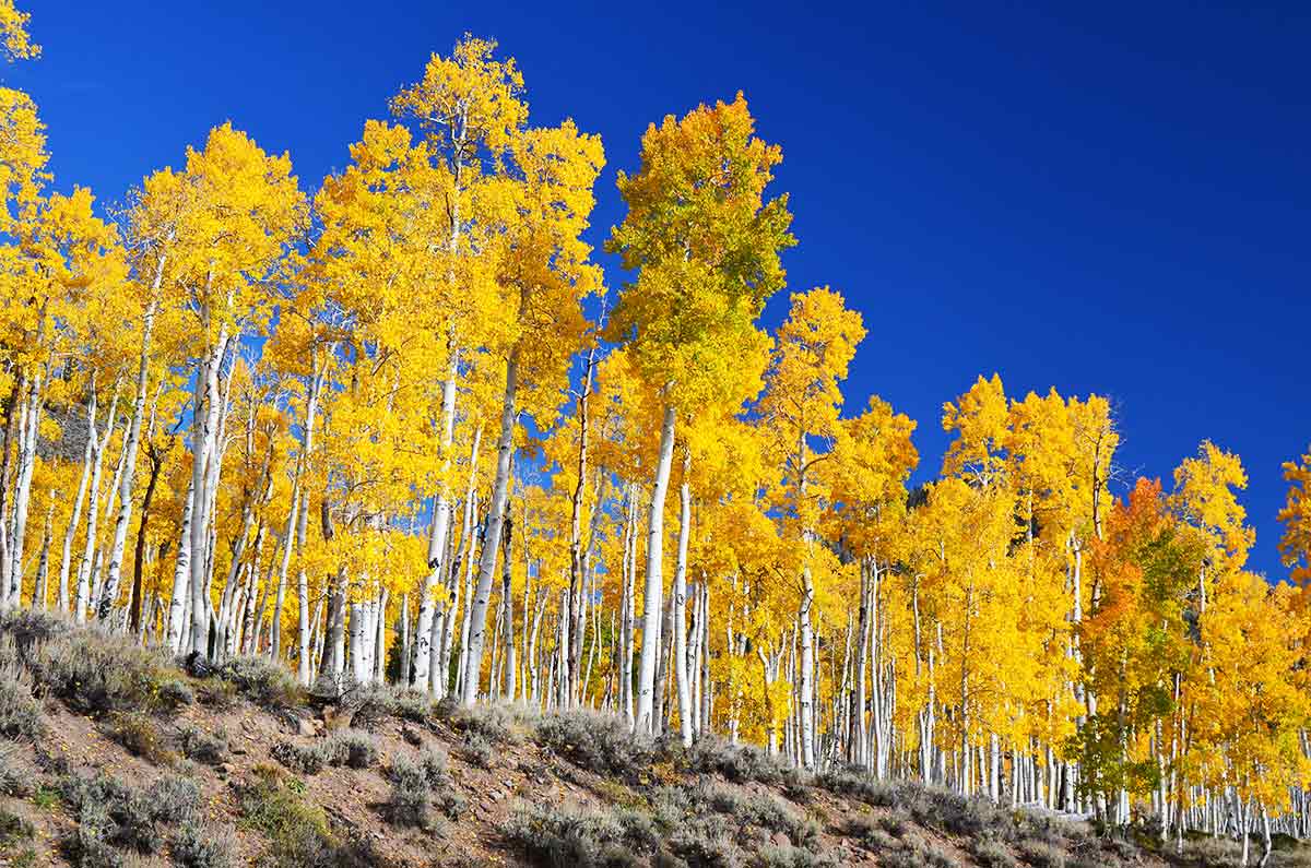 Pando tree in Fishlake National Forest in Utah