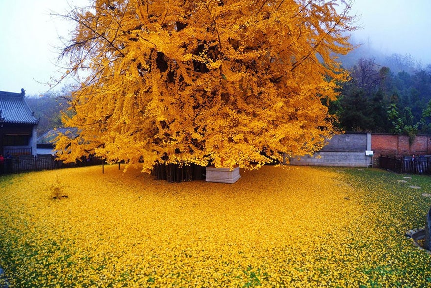 1,400 year old Chinese Gingko