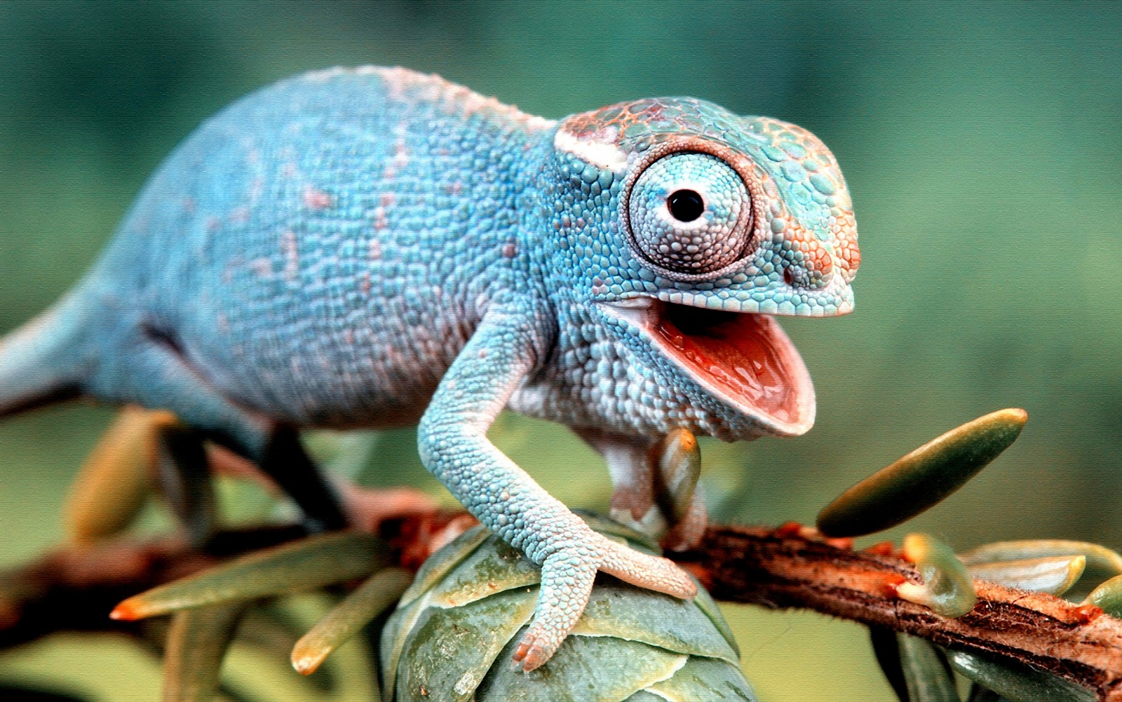 Nice Images Collection: Lizard Desktop Wallpapers