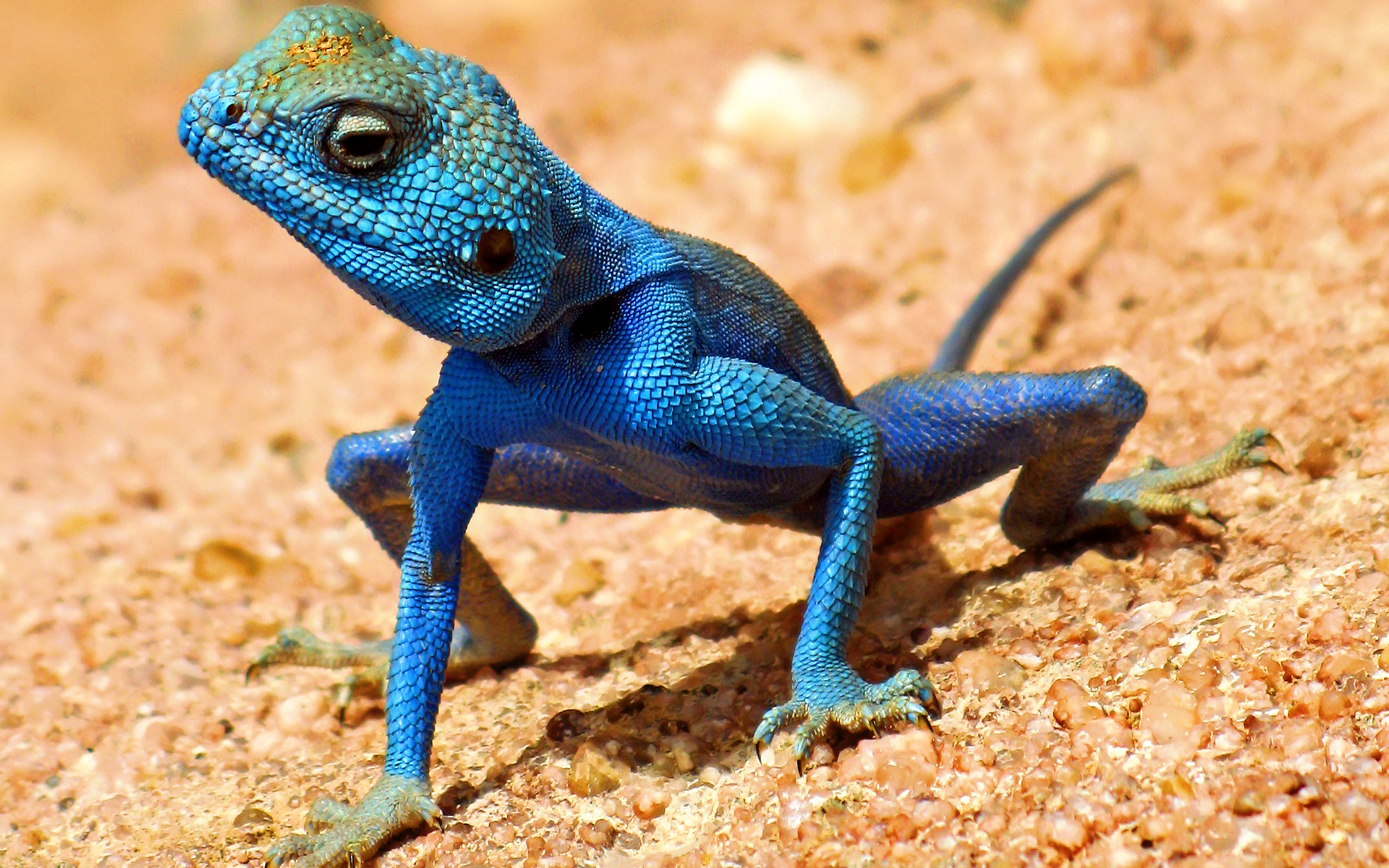 Amazing Lizard Pictures & Backgrounds