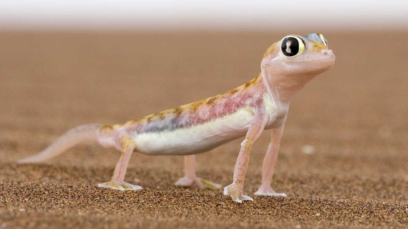 Images of Lizard | 1400x788