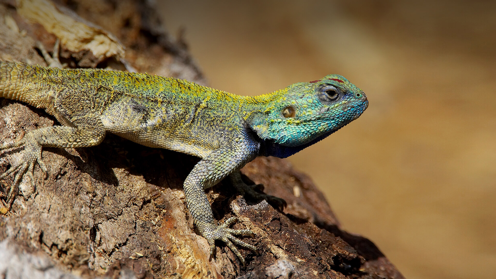 Amazing Lizard Pictures & Backgrounds