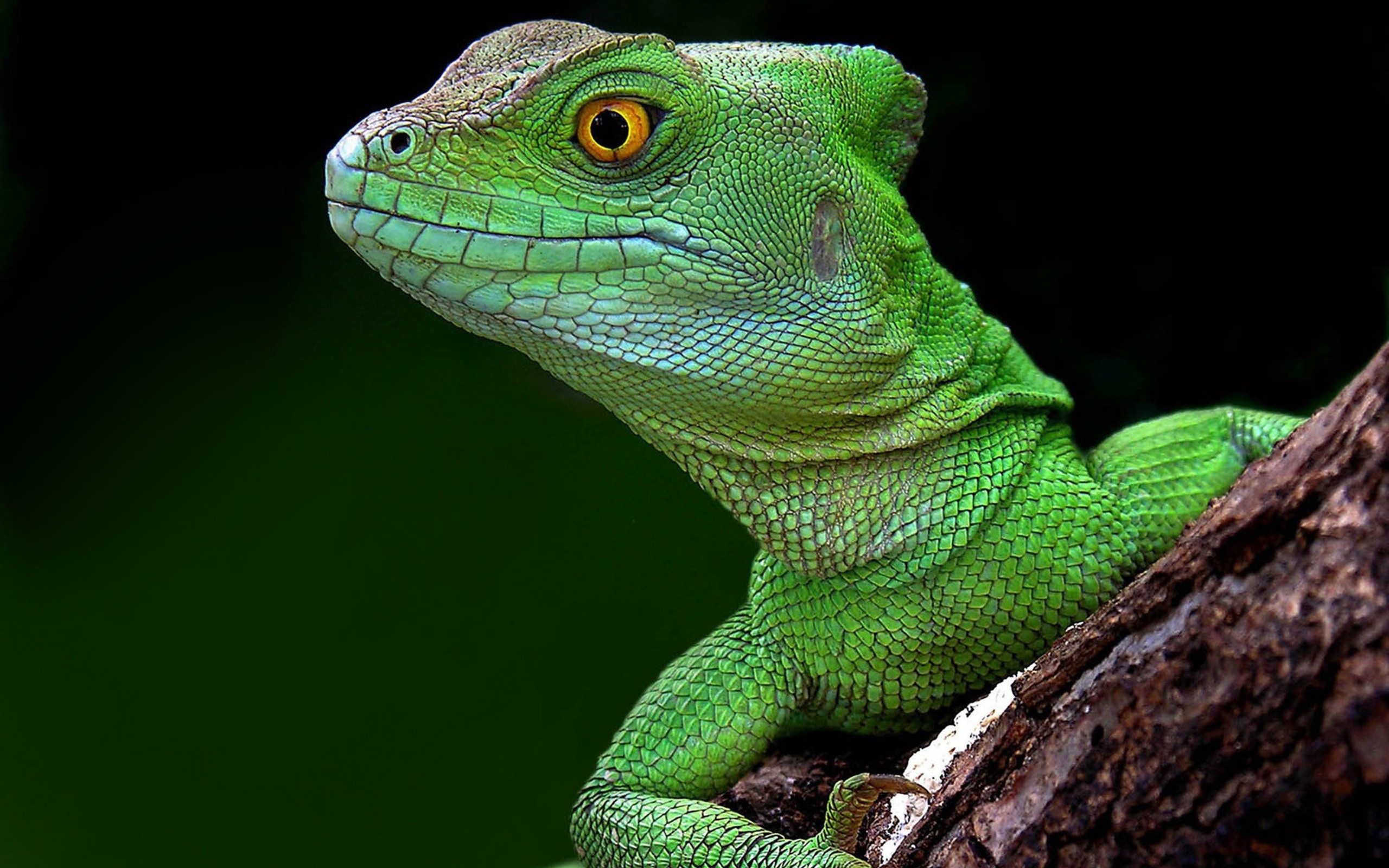 High Resolution Wallpaper | Lizard 2560x1600 px