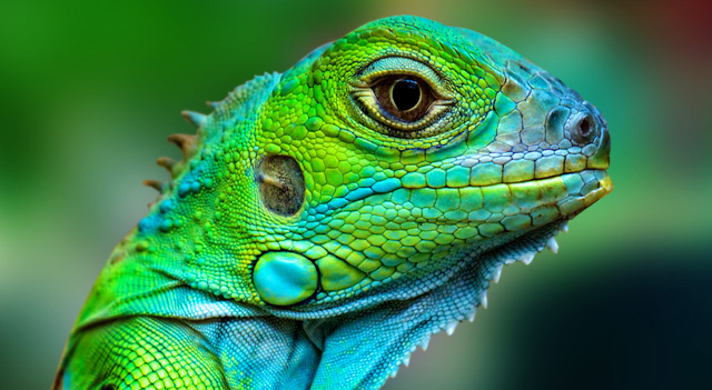 HD Quality Wallpaper | Collection: Animal, 640x351 Lizard