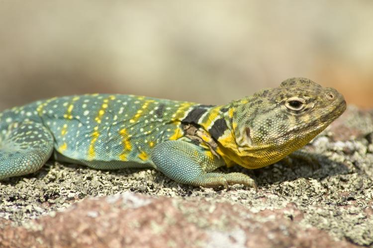 Images of Lizard | 750x499