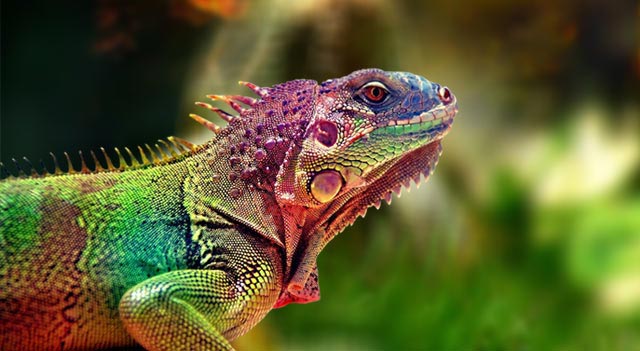 Nice wallpapers Lizard 640x351px