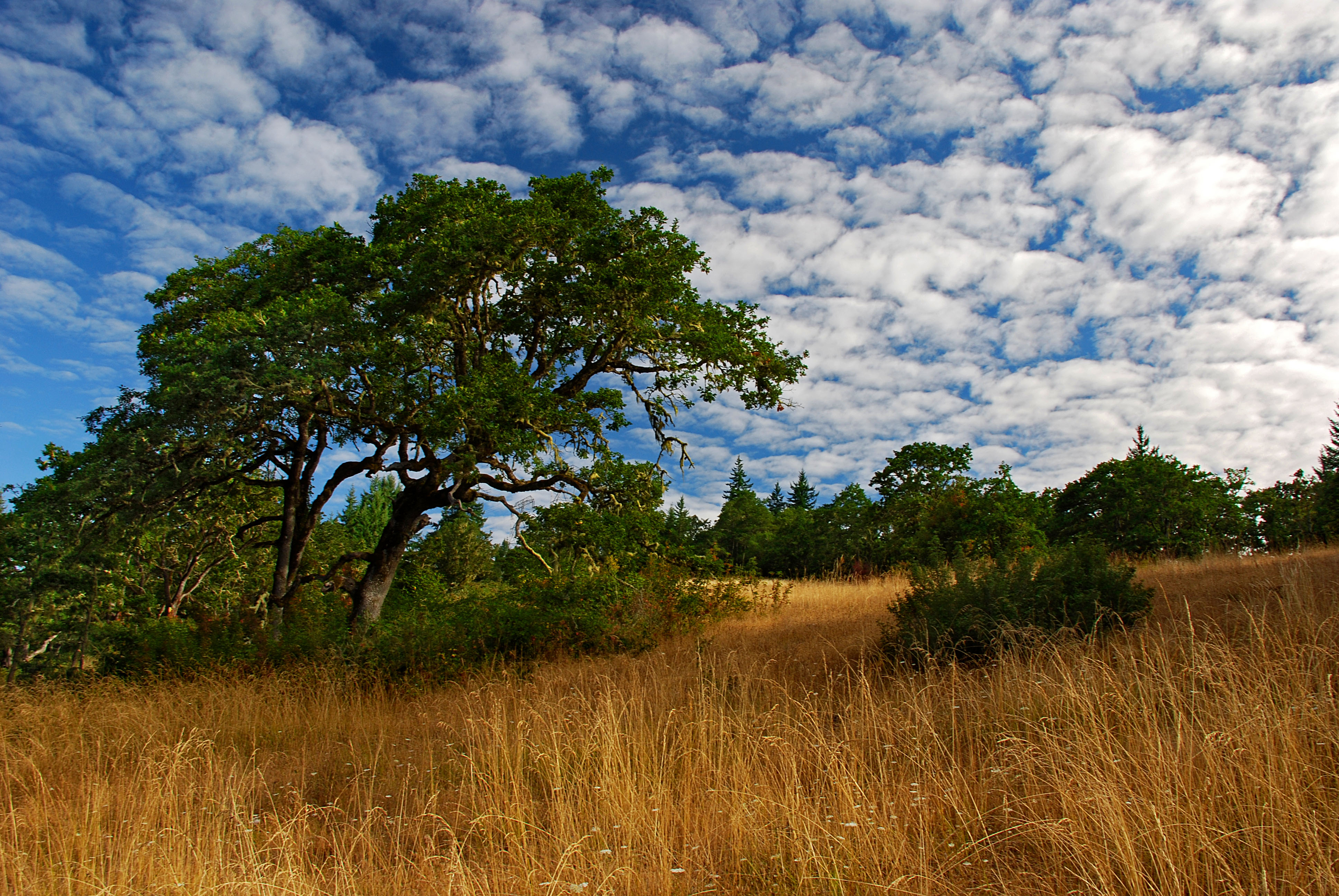 Savannah HD wallpapers, Desktop wallpaper - most viewed