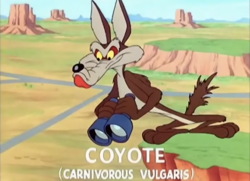 Images of Wile E Coyote | 800x579