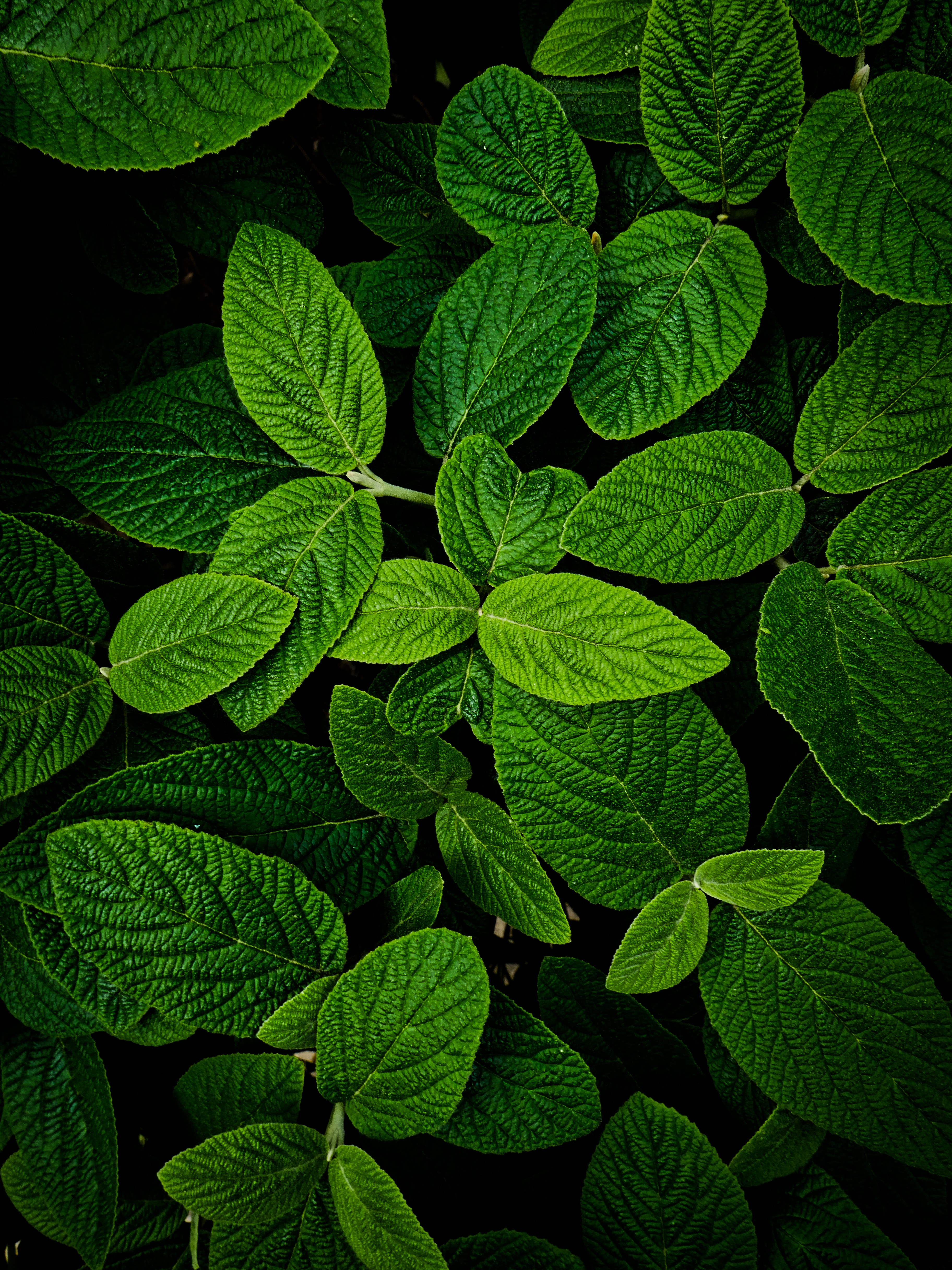 green, leaves, plant, macro