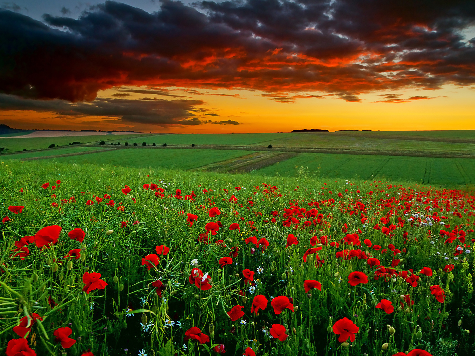 flowers, landscape, sky, fields, poppies, plants