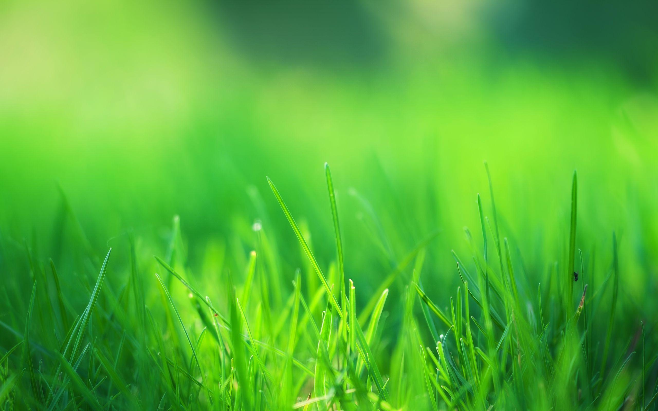 Green Grass Wallpapers - Top Free Green Grass Backgrounds - WallpaperAccess