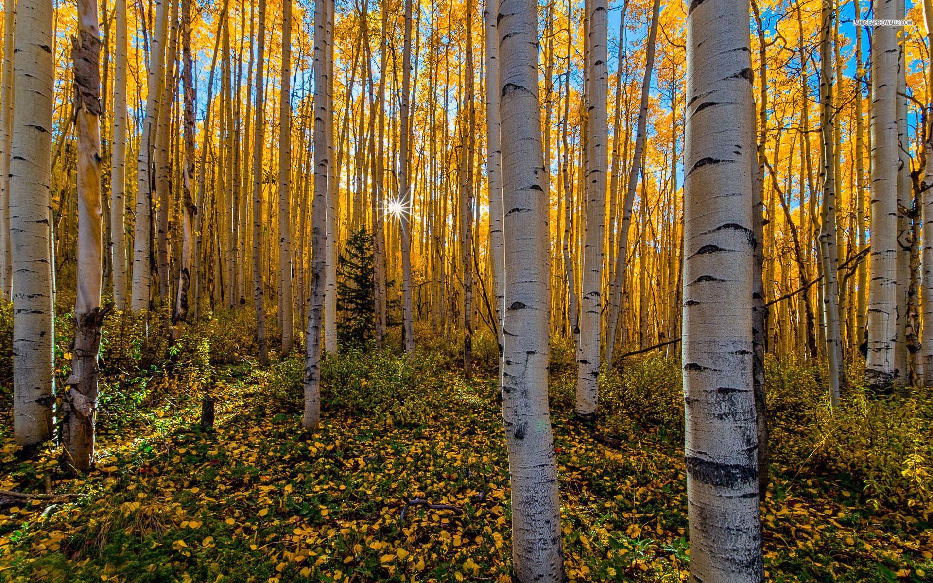 Fall Birch Trees Wallpaper