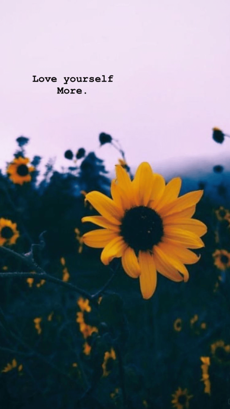 Featured image of post Aesthetic Sunflower Wallpapers For Chromebook : Tell us the truth, can you spend even a day without looking at your phone?