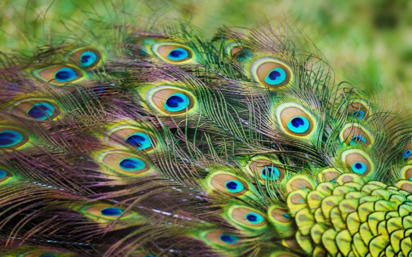 Peacock Feather Wallpaper Uk - Wallpapers Of Peacock Feathers Hd 2016 ...