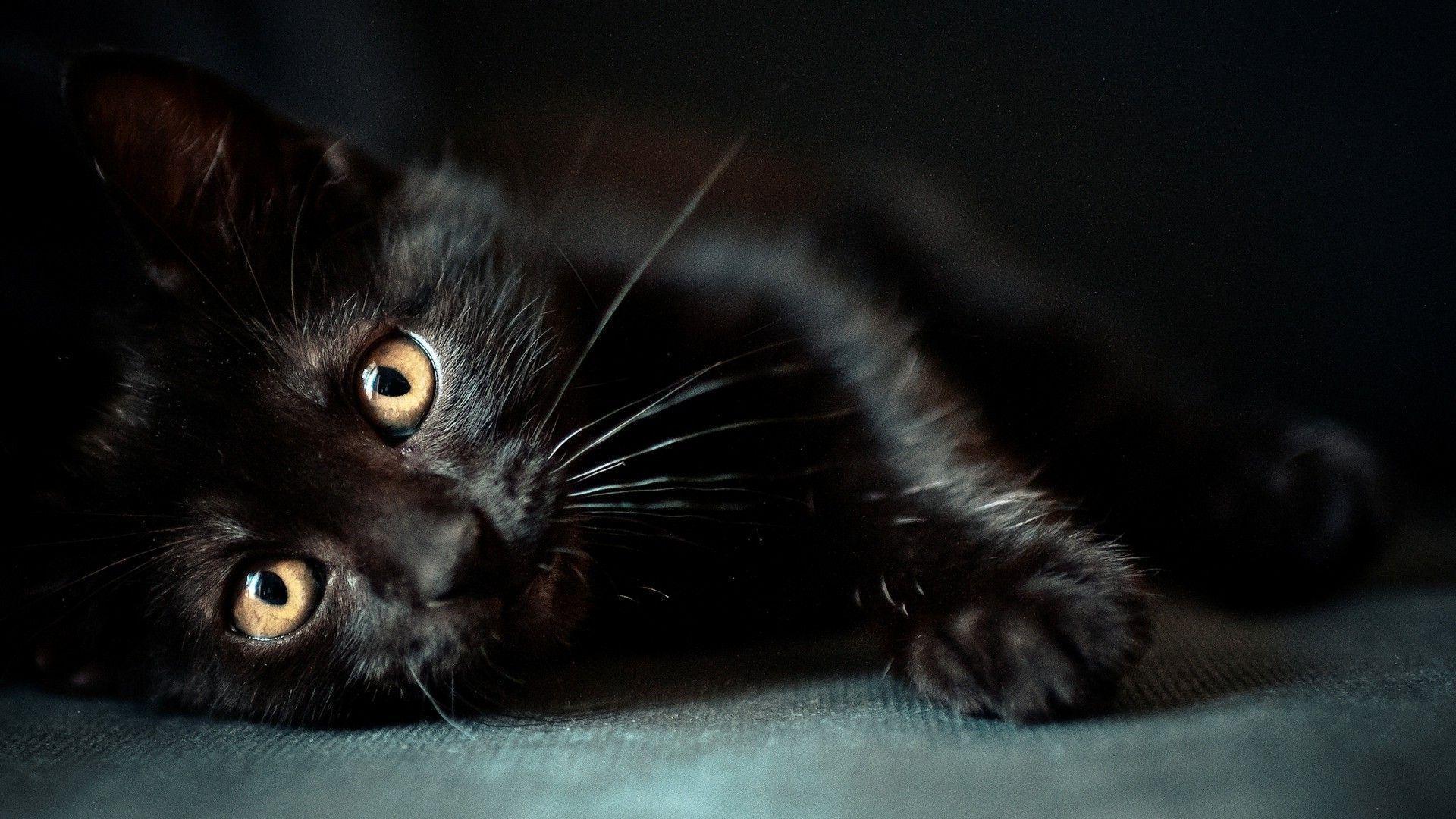 31+ Wallpaper Hd Black Cat