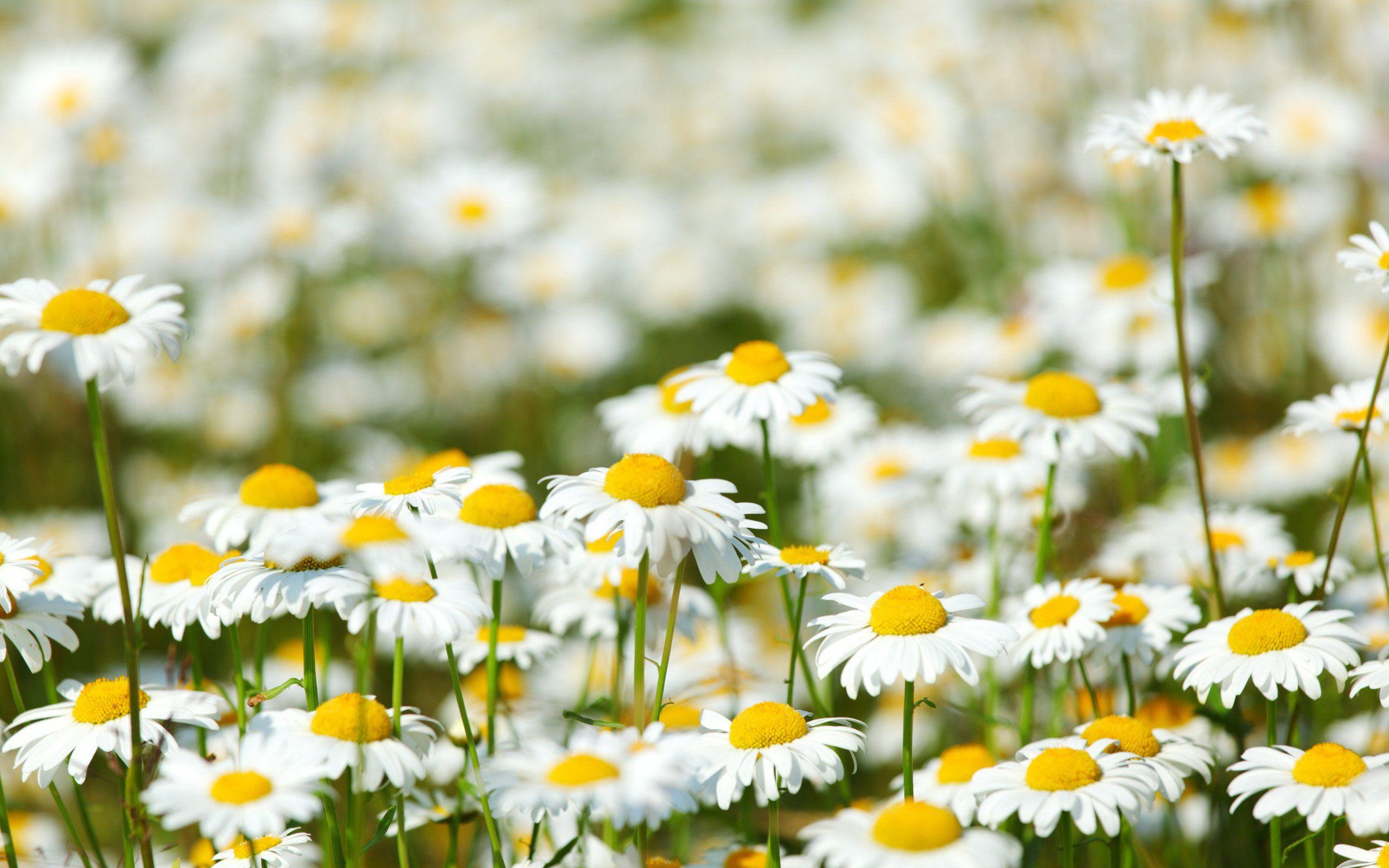 Daisy Field Wallpaper