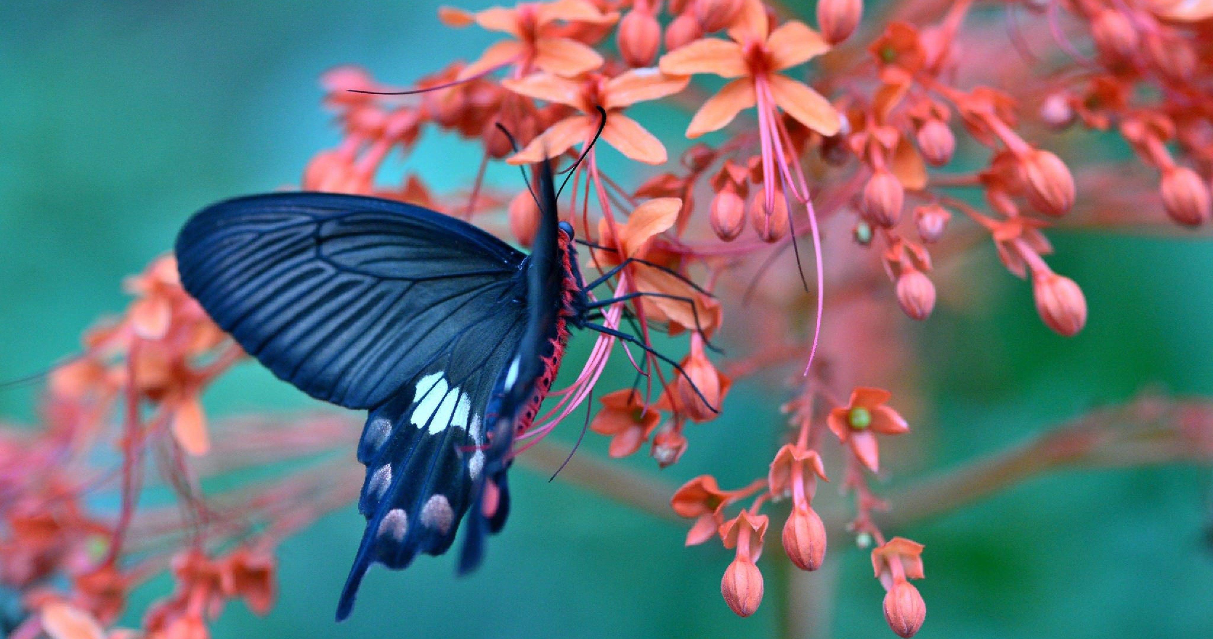 Butterfly Desktop Wallpaper 4K