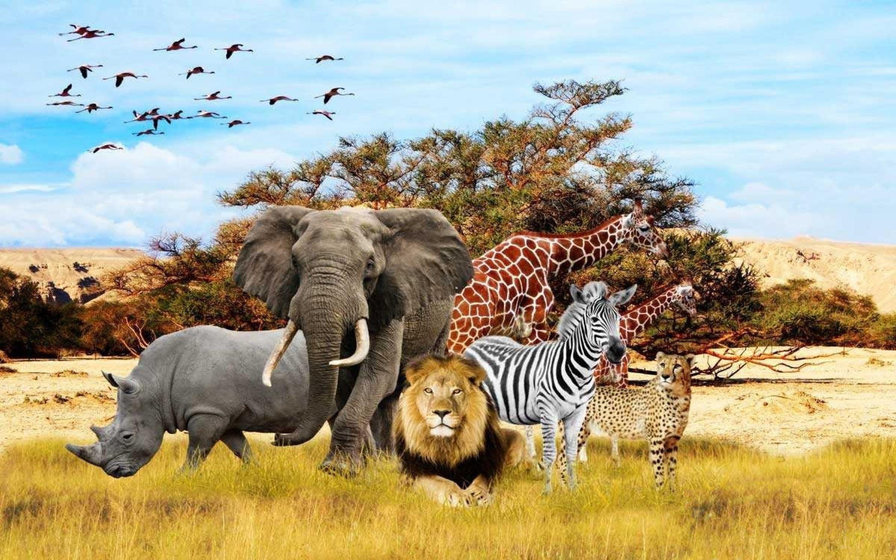 African Wildlife Animals In Africa