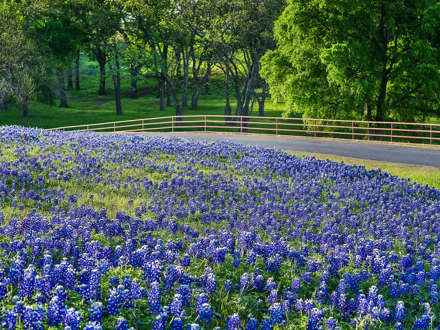 Texas Bluebonnets Fields Wallpaper