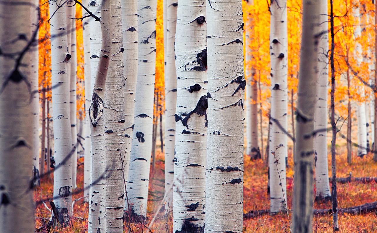 Fall Birch Trees Wallpaper