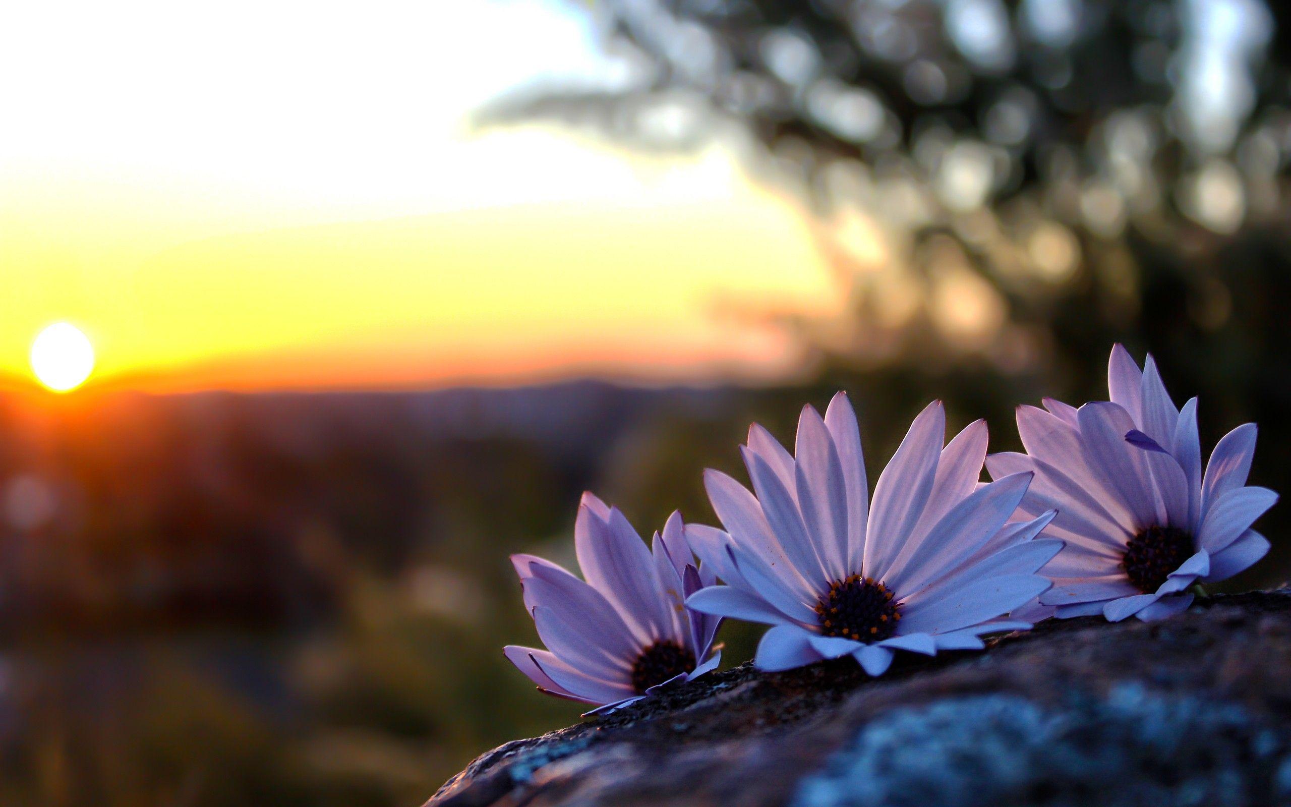 Grass Sunset Wallpaper Hd Flowers 4k Wallpapers Images Photos And Images