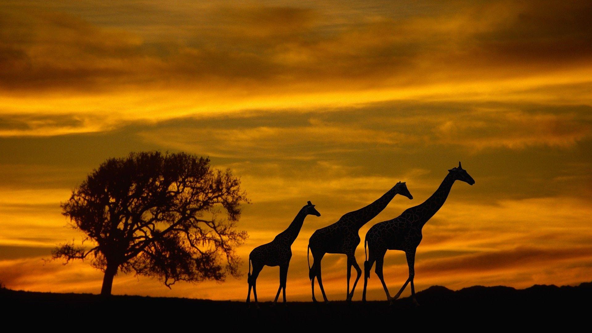 African Wildlife Wallpaper