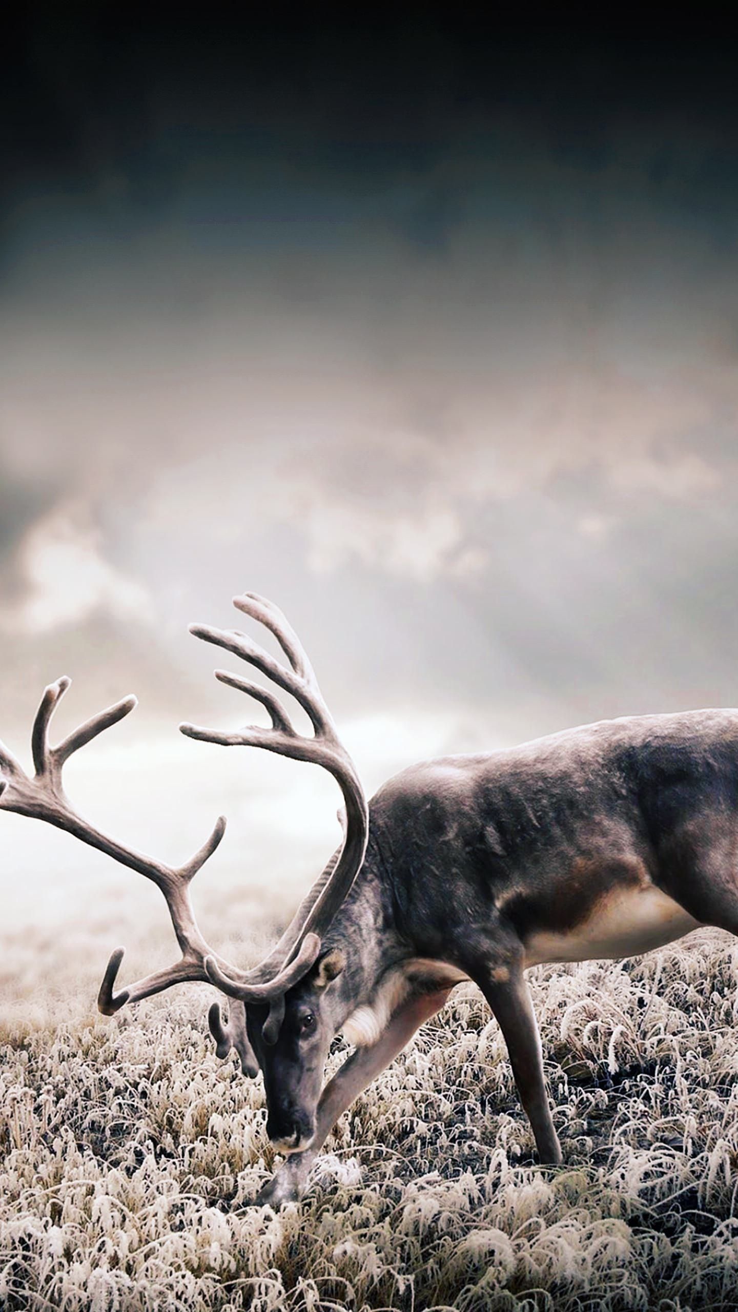 Buck deer skull country hunter HD phone wallpaper  Peakpx