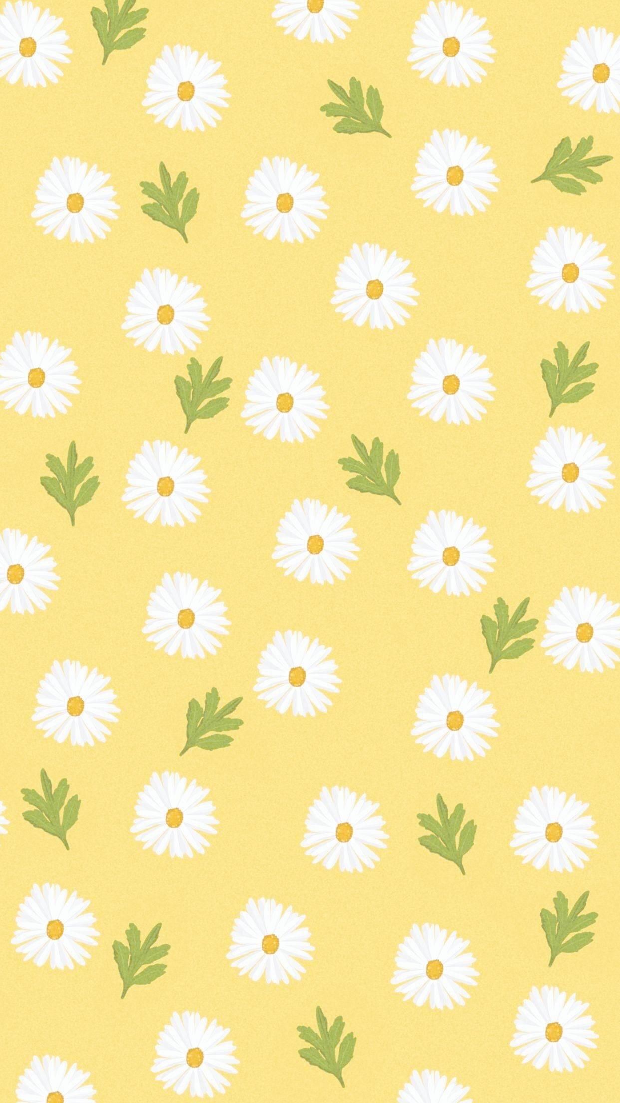 Daisy Backgrounds